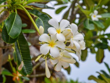 Ağaç üzerinde yaprakları ile beyaz ve sarı Plumeria Frangipani çiçekler.