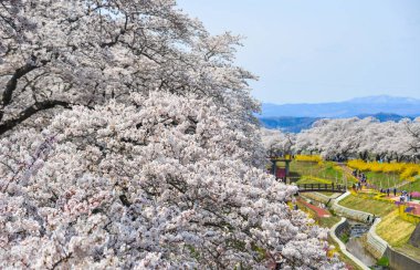 Miyagi güneşli bir günde Shiroishi Nehri yakınlarında Kiraz çiçeği, Japonya.