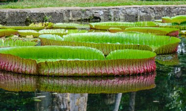 Mauritius Adası'ndaki Sir Seewoosagur Ramgoolam Botanik Bahçesi'ndeki gölette dev nilüferler (Victoria Amazonica).