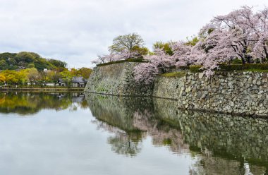 Himeji Kalesi taş hendek ile kiraz çiçeği (Japonya).