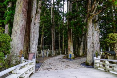 Osaka, Japonya - 24 Kasım 2016. Osaka, Japonya'daki Koya Dağı'ndaki (Koyasan) antik ormandaki dev çam ağaçları.
