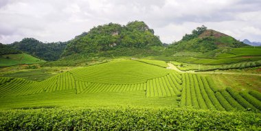 Moc Chau, Vietnam'da dağda çay tarlası. Moc Chau Platosu Kuzey Vietnam'da en çekici turist hedef biri olarak bilinir.