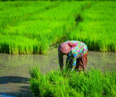 An Giang, Güney Vietnam güneşli bir günde pirinç tarlasında çalışan bir kadın.