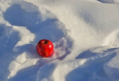 Kış gününde karda kırmızı elma. Doğa arka planı.
