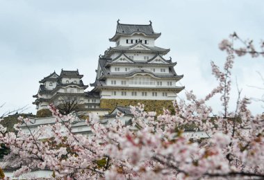 Antik Himeji Kalesi (Japonya) ilkbaharda kiraz çiçeği ile.