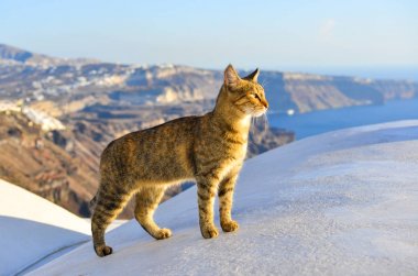 Santorini Adası'nda eski evin çatısında duran bir kedi, Yunanistan.