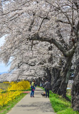 Miyagi, Japonya - Nis 14, 2019. Miyagi, Japonya güneşli bir günde Shiroishi Nehri yakınlarındaki kiraz çiçeği parkta zevk İnsanlar.