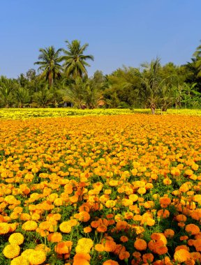 Can Tho, Vietnam güneşli bir günde Çiçek tarlası.