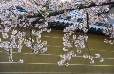 Nara, Japonya'da antik bina ile Kiraz çiçekleri. Nara, japonya'nın eski başkentidir..