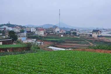 Dalat, Vietnam güneşli bir günde, sebze alan.