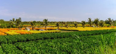 Çiçek ekimi bahar zaman Mekong Delta, Vietnam.