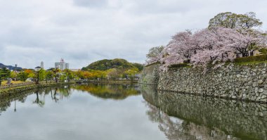 Himeji Kalesi taş hendek ile kiraz çiçeği (Japonya).