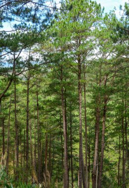 Yaz gününde yeşil ormanda çam ağaçları.