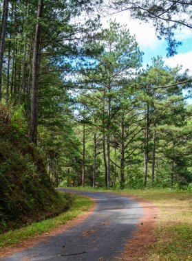 Dalat, Vietnam'daki çam ağacı ormanında yol.