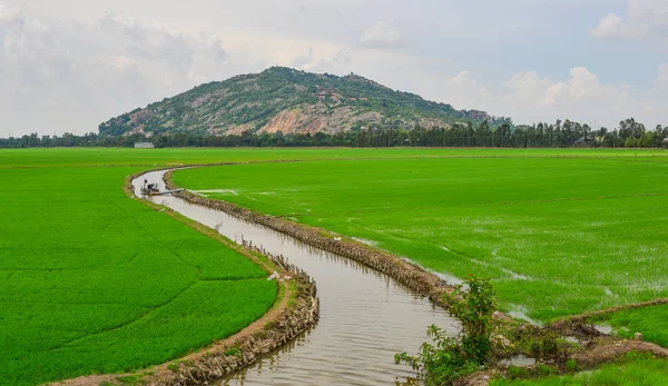 Campo Arroz Verde Giang Vietnã Sul — Fotografia de Stock