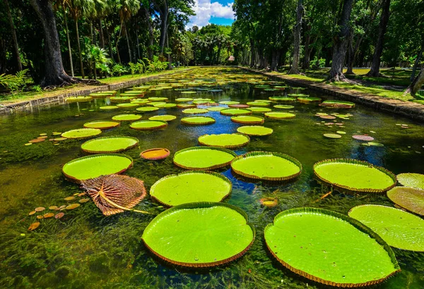 モーリシャス島のサー シーウーサグル ラングーラム植物園で巨大なスイユリ ビクトリア アマゾニカ — ストック写真