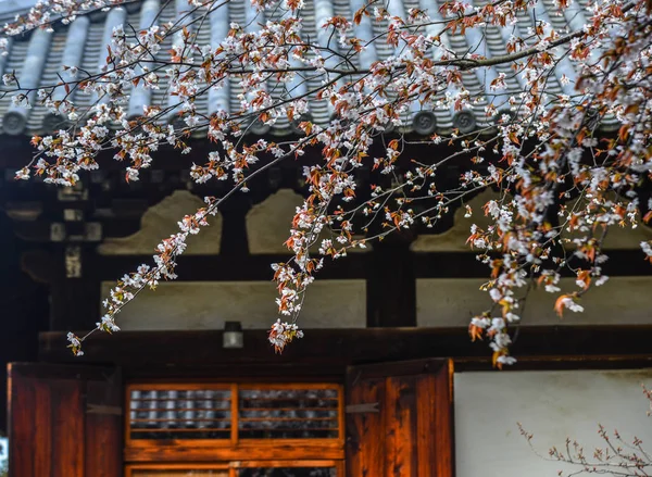 Wiśniowe Kwiaty Starożytnym Budynku Nara Japonia Nara Jest Starą Stolicą — Zdjęcie stockowe