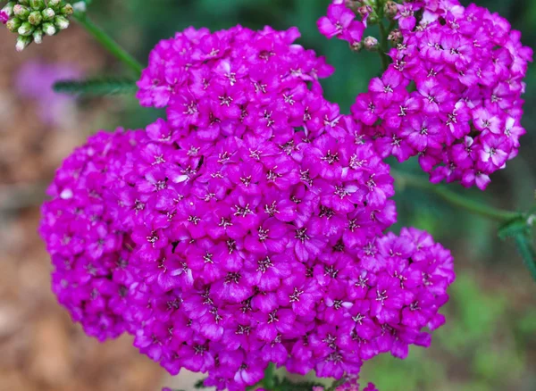 Pequeñas Flores Púrpuras Floreciendo Jardín Primavera — Foto de Stock