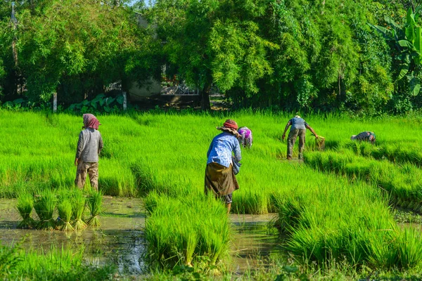 People Working Rice Field Southern Vietnam — Stock Photo, Image