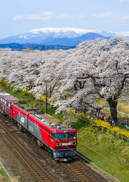 Miyagi, Japonya - 14 Nisan 2019. Sakura (kiraz çiçeği tam çiçek ile Tohoku tren manzara manzara manzara).
