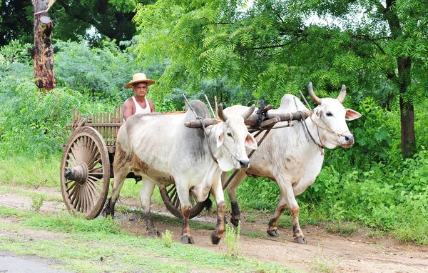 Increíble Paisaje Rural Con Dos Bueyes Blancos Tirando Del Carro — Foto de Stock