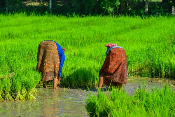 ベトナム南部アンジャンの田んぼに取り組む農家 — ストック写真