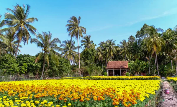 Сельский Дом Цветочным Полем Весной Кантхо Вьетнам — стоковое фото