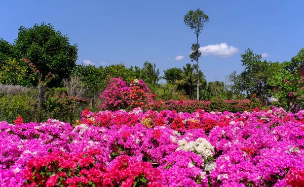 Bougainvillea Flower Plantation Spring Time Can Tho Vietnam — Stock Photo, Image