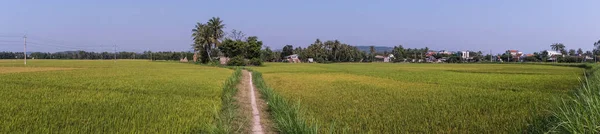 Campo Arroz Día Soleado Delta Del Mekong Sur Vietnam —  Fotos de Stock