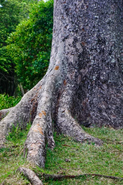 Uma Árvore Enorme Jardim Botânico Ilha Maurícia Maurício Uma Nação — Fotografia de Stock