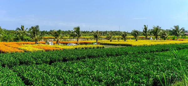 Květinové Plantáži Jarním Období Mekong Delta Vietnam — Stock fotografie