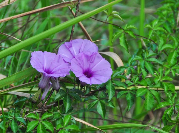Convolvulaceae Paarse Bloemen Tuin Dalat Vietnam — Stockfoto