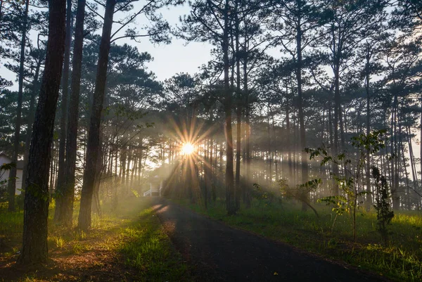 Pine Tree Forest Med Sol Ljus Vid Soluppgången Dalat Vietnam — Stockfoto