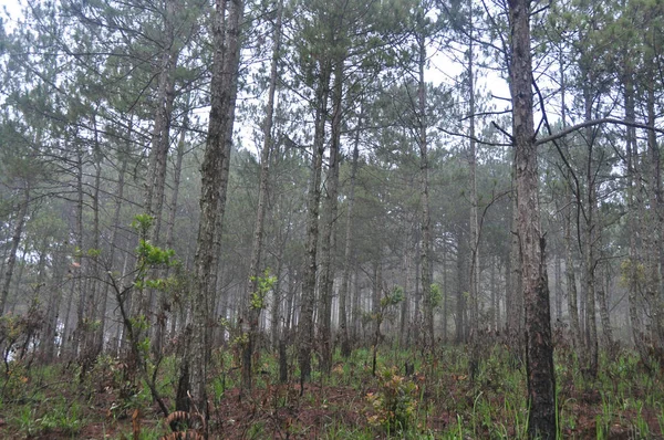 Pine Tree Forest Misty Day Summer — Stock Photo, Image