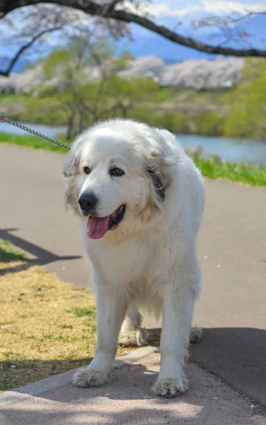 Porträt Eines Weißen Labrador Retrievers Der Bei Sonnigem Wetter Park — Stockfoto