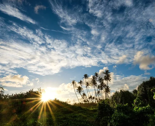 Sunrise Coconut Tree Plantation Sri Lanka — Stock Photo, Image