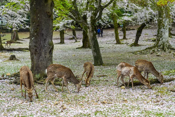 Jelen Divoký Nara Park Japonsko Během Slunečného Dne Období Třešňového — Stock fotografie