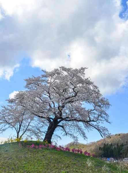 Cherry Blossom Nära Shiroishi River Sunny Day Miyagi Japan — Stockfoto