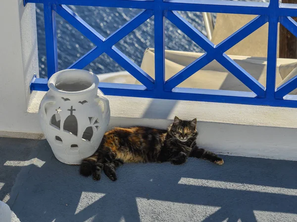 Cat Duerme Casa Con Vistas Mar Isla Santorini Grecia — Foto de Stock