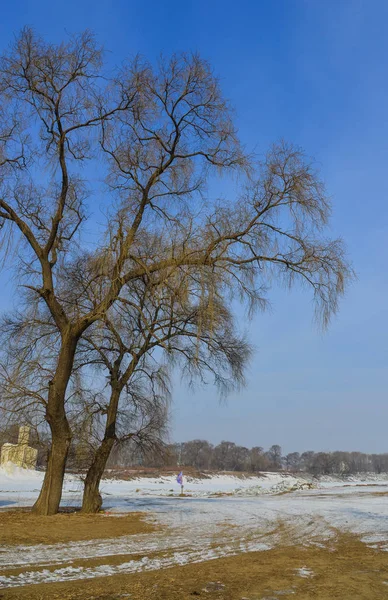 Natuurpark Winter Harbin Ten Noorden Van China — Stockfoto