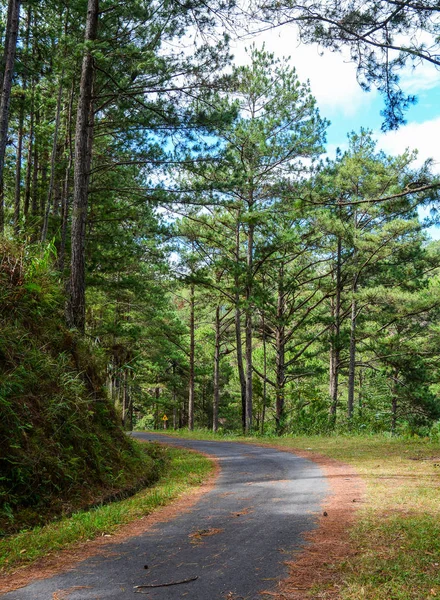 Camino Bosque Pinos Dalat Vietnam —  Fotos de Stock