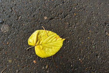 Isliç yolda sarı bir yaprak 