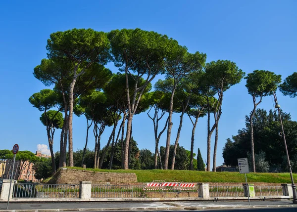 Italian Stone Pines (Pinus Pinea) in Rome — Stock Photo, Image