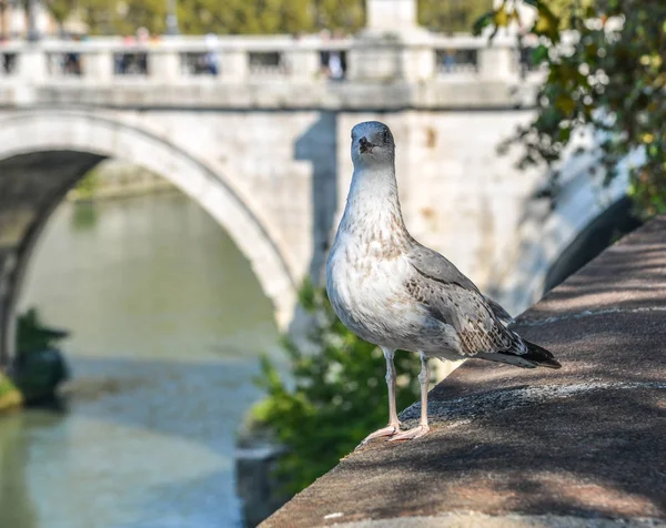 Une mouette sur la rive d'une rivière à Rome, Italie — Photo