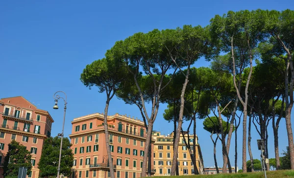 Roma'da İtalyan Taş Çamları (Pinus Pinea) — Stok fotoğraf