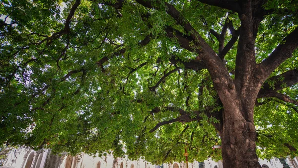 Enormt träd på Garden of Buddhist Temple — Stockfoto