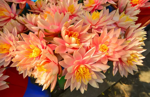 Flores de nenúfar en la pagoda budista —  Fotos de Stock