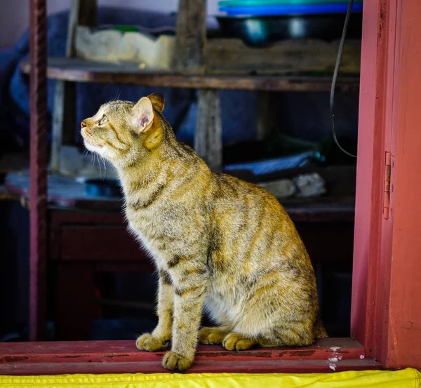 Un lindo gato relajándose en casa rural — Foto de Stock