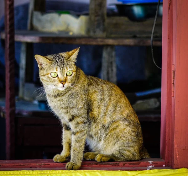 Симпатичная кошка отдыхает в сельском доме — стоковое фото