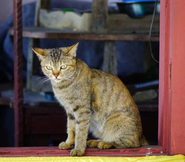 Un lindo gato relajándose en casa rural —  Fotos de Stock